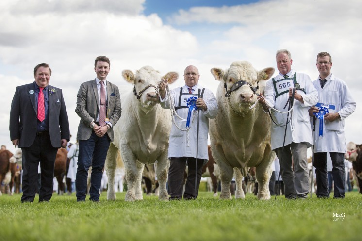Continental Interbreed Beef Pairs Reserve Champions