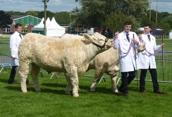 The team leads the cattle in the show ring