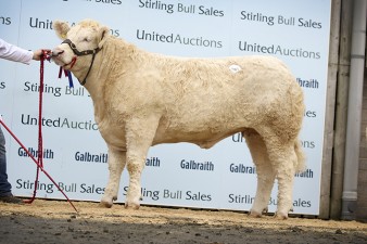 Goldies Lullaby - 5,000gns