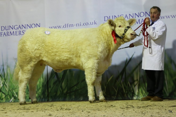 HillviewFarm Margo, Junior Heifer Class winner for L.Richardson. Sold £5,200