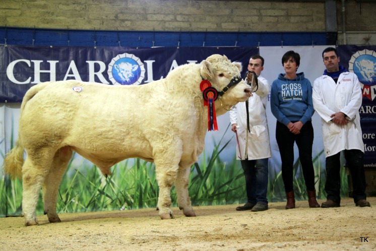 Reserve Junior Champion, Altnacree Macho with Anthony McGuinness, Jackie Conn & Eoin Kerrigan