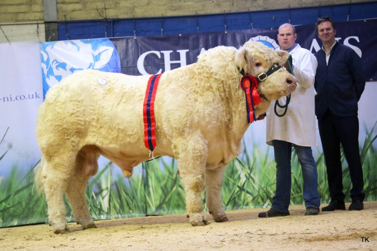 Stuat Wilson & Jonathan Crawford with the Senior & Overall Champion of the Show Lot 24 Coolnashee Martin. Sold £6,000