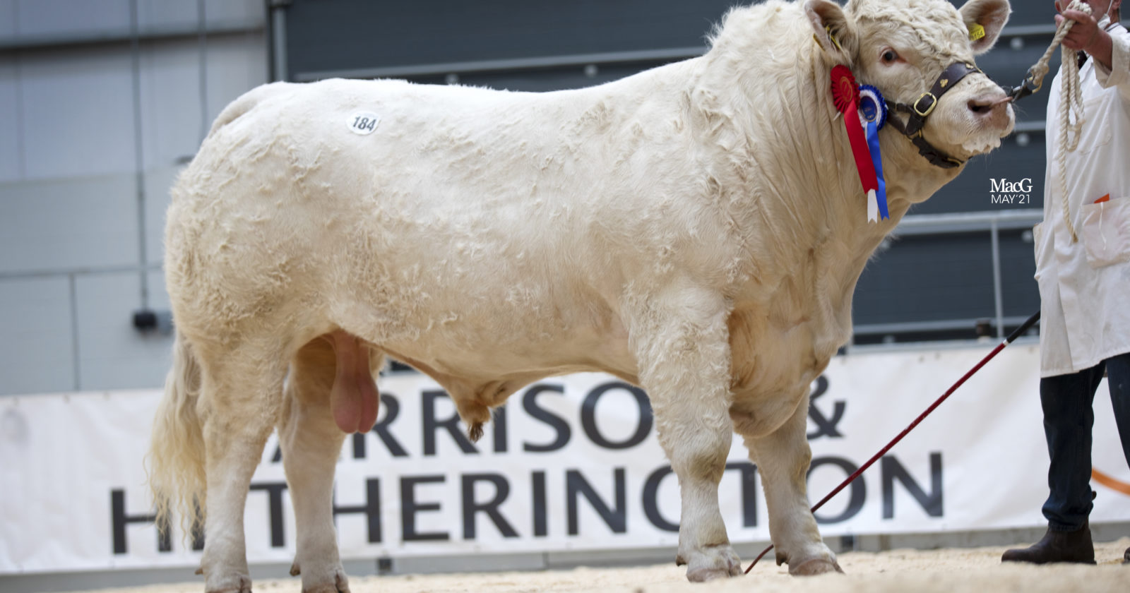 Carlisle Sale 15th May 2021 The British Charolais Cattle Society