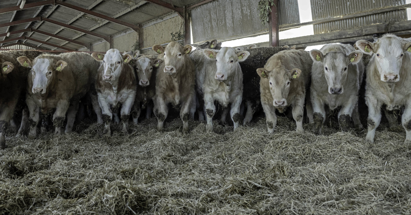 High performing upland sheep and cattle farm The British Charolais
