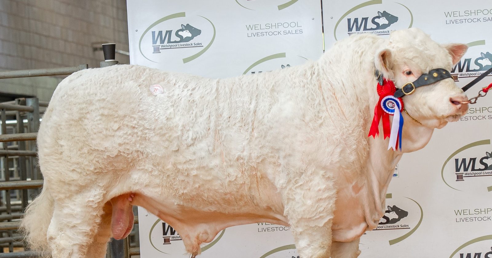 Welshpool Sale 30th April 2022 The British Charolais Cattle Society