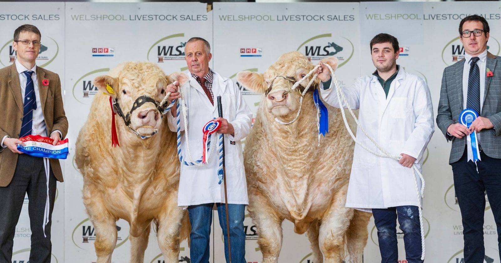 Welshpool Sale 10th November 2022 The British Charolais Cattle Society