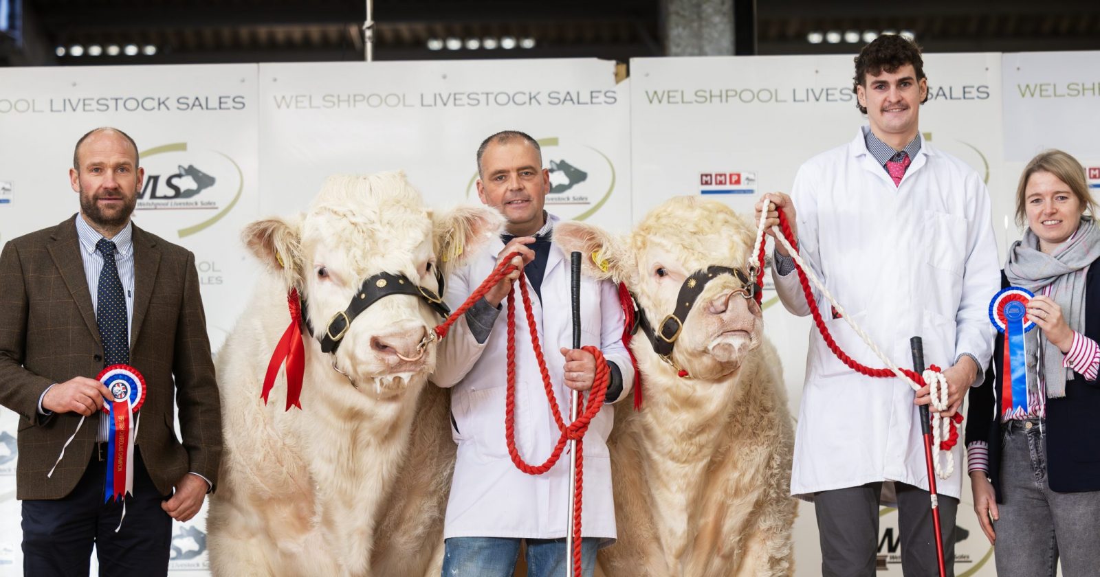 Welshpool Sale 9th November 2023 The British Charolais Cattle Society